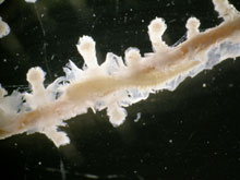 The scale worm, Gorgoniapolynoe caeciliae, lives in tunnels along the branches of the octocoral Candidella imbricata.