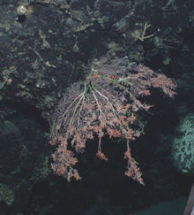 The primnoid octocoral, Candidella imbricata, serves as the substrate for a large number of brittle stars.