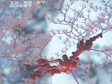 A brittle star of the genus Asteroschema with its arms entwined around the branches of the octocoral, Metallogorgia sp.