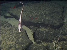 A grenadier exhibiting a head-down foraging posture.