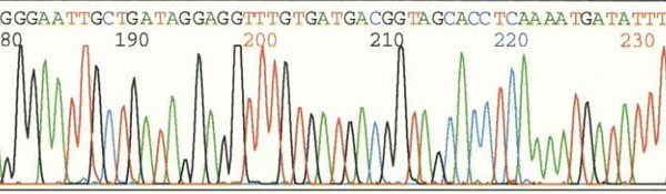A sequence of nucleotides derived from coral tissue DNA.