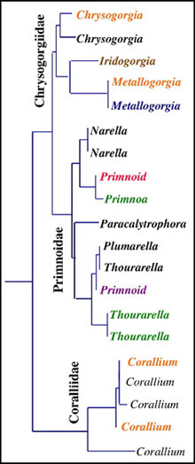 An example of a phylogenetic tree showing relationships among coral species from three families.