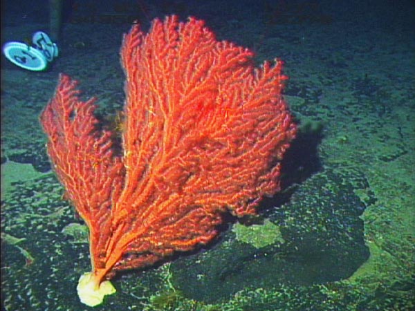 At the top of Manning Seamount there was a large population of the octocoral, Paragorgia sp.