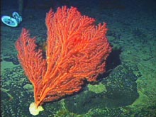 At the top of Manning Seamount there was a large population of the octocoral, Paragorgia sp.