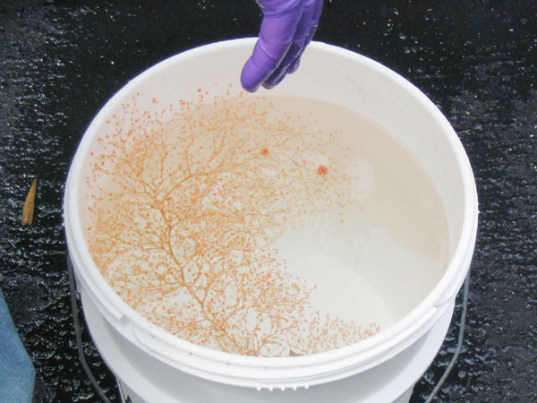The Chrysogorgia in a bucket of ice water