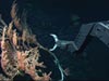 ROV Hercules collecting a Keratoisis bamboo coral on Bear Seamount.