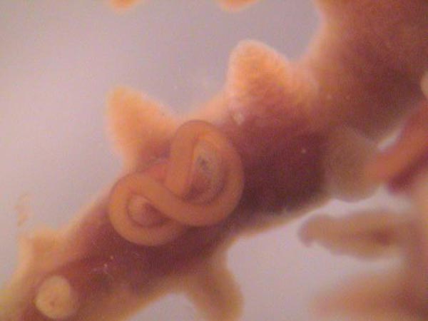 Microscopic image of digestive mesenteries sticking out of the mouth of a coral polyp.