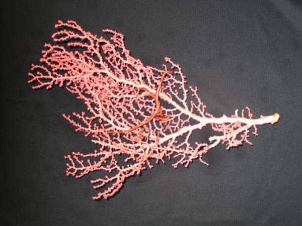 Pink Paragorgia coral.