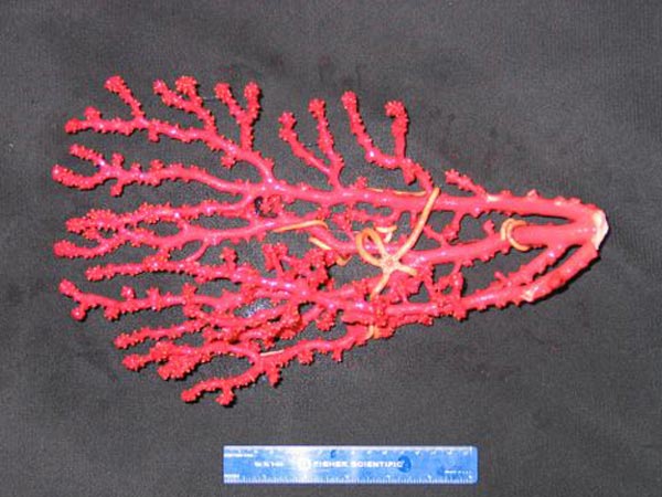 Red Paragorgia coral.
