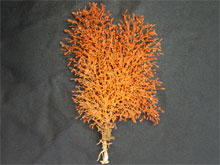 Isidella coral specimen.