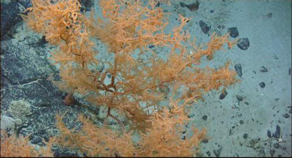 A bushy black coral as found in its natural environment.