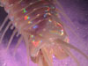 Microscopic image of Eunice norvegica worm.