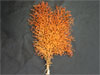 Isidella coral specimen. 