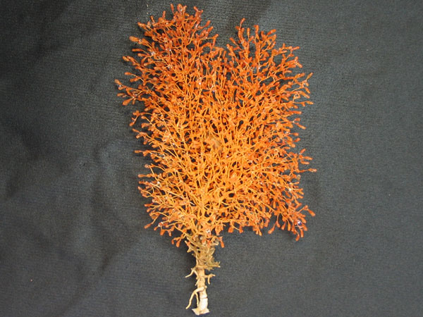 Isidella coral specimen.