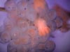 Mass of unidentified fish eggs on Metallogorgia collected at Kelvin seamount.