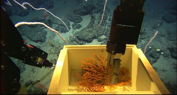 Hercules ROV collecting corals in a ‘forest’ of bamboo whip corals.