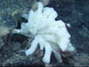 Beautiful white sponge with purple crinoids on Retriever Seamount.