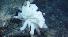 Beautiful white sponge with purple crinoids on Retriever Seamount.