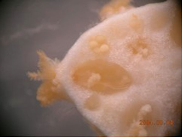 Cross sectional view of polyps and eggs in Paragorgia sp. colony.