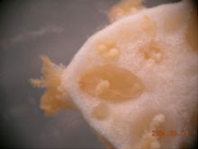 Cross sectional view of polyps and eggs in Paragorgia sp. colony.