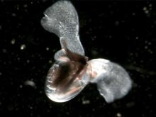 Pelagic snail Limacina helicina.