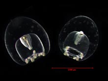 The hydromedusea Plotocnide borealis indicates the small end of the size continuim for artic jellies.
