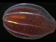 The ctenophore, Beroe cucumis, is specialized to eat other ctenophores. 