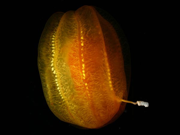 Aulococtena is the size and color of an orange and has two tentacles that are white, thick, unbranched and very sticky.