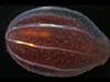 The ctenophore, Beroe cucumis, is specialized to eat other ctenophores.