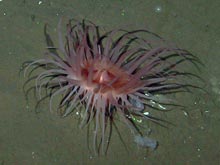 Anemones and sea cucumbers were observed at the pockmark site.