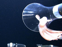 the octopus is captured using the suction device!.