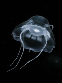 The new jellyfish is in the order Narcomedusae.