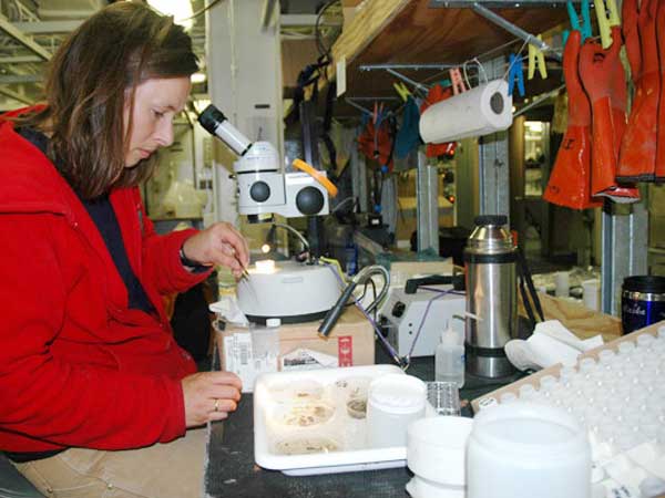 Scientist Bodil Bluhm looks at the benthic treasures brought up by the beam trawl under a microscope. 