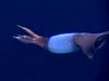 View a video of a BoreoAtlantic Armhook Squid, Gonatus fabricii.