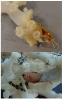 Fig. 2. Two views of a eunicid polychaete worm at home.