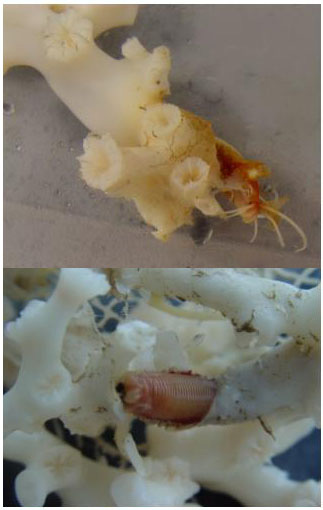 Fig. 2. Two views of a eunicid polychaete worm