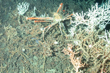 The majid crab among the Lophelia corals.