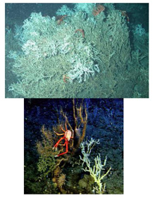 Lophelia coral bush off North Carolina showing the brisingid starfish (top), and at least four galatheid crabs. 