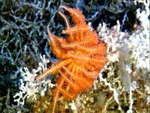 View a video of a previous Life on the Edge exploration from 2004 investigating coral ecosystems.