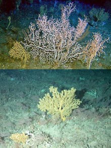 Figure 2.Black and Bamboo corals on the bottom on the Blake Plateau 