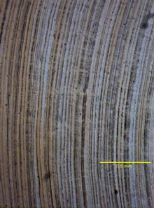 Thin section of a black coral showing the annual banding patterns