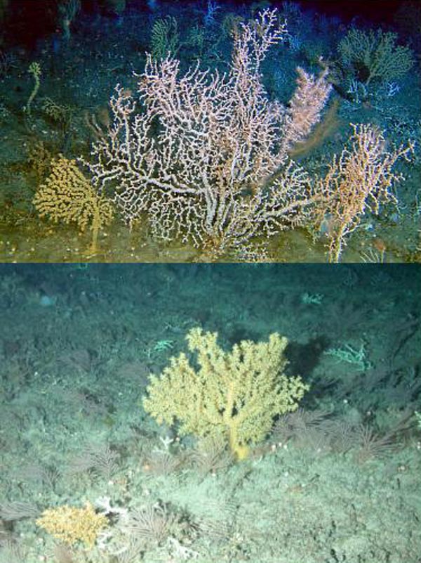 Black and Bamboo corals on the bottom on the Blake Plateau off the southeastern US in about 500-600 meters. 