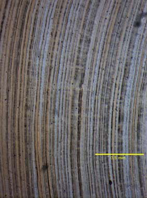 Thin section of a black coral showing the annual banding patterns.