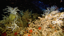 Figure 3. Mixed coral habitat on the Blake Plateau. 