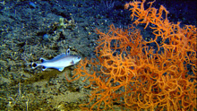 Figure 4.Coral hake swimming past a large black coral bush on the Blake Plateau.