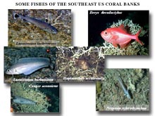 Figure 5. Mixed fishes that are common on the deep coral banks of the southeastern US.