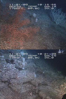 Figure 1. The habitat at the morning dive at north Jacksonville was a diverse mixed habitat. This area had a higher abundance of black corals than the dive site further south.