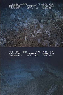 Figure 2. The dive track from the afternoon dive crossed three different habitat types. These two photos show the stark contrast between the high diversity assemblage and the barren landscape.