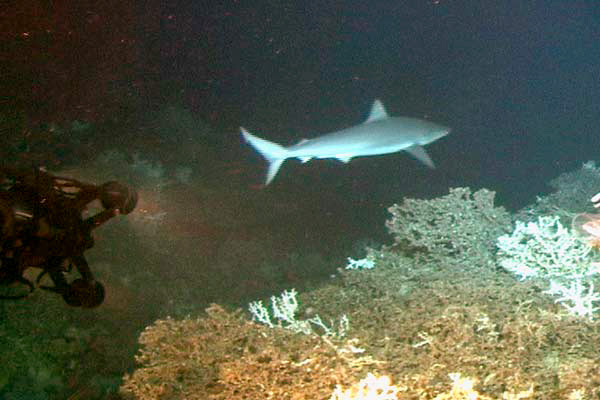 bignose shark swimming around the coral banks