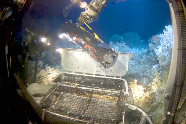 The sub’s manipulator arm collecting a crab trap containing five Galatheid crabs